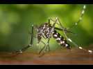 VIDÉO. À La Réunion, l'épidémie de chikungunya a fait 2 morts