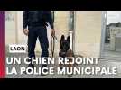 Un chien rejoint les rangs de la police municipale de Laon