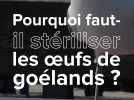 Pourquoi faut-il stériliser les oeufs de goélands