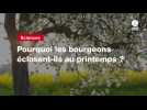 VIDEO. Question de science. Pourquoi les bourgeons éclosent-ils au printemps ?