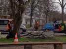 Malgré la polémique, les quatre arbres du square Frachon ont bien été abattus