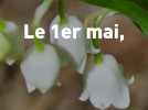 Muguet du 1er mai : en vendre, en cueillir, comment ça marche à Strasbourg