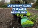 Salades : le choix des minimottes !