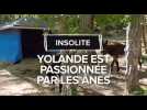 Yolande tricote des ânes en laine