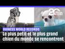 Le plus petit et le plus grand chien du monde se rencontrent