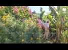 VIDÉO. Des botanistes internationaux au Jardin Extraordinaire de Brest