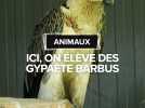 Dans ce parc animalier, on élève des gypaètes, la plus grande espèce de rapace d'Europe