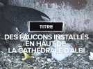 Un couple de faucon et leurs petits sur la cathédrale d'Albi