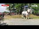 VIDÉO. A Vire Normandie, les chevaux as du débardage s'affrontent lors du championnat de France