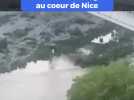 Une famille de sanglier traversent le Paillon à Nice