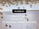 Invasion punaises diaboliques dans un village du Tarn-et-Garonne