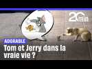 Tom et Jerry aperçus à Bangkok