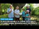 À quoi ressemble le chêne aubois qui a reçu le label Arbre remarquable de France ?