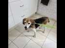Homer, le beagle retrouvé sur la côte 20 jours après sa disparition