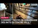 Comment se débarrasser des rats en centre-ville ?