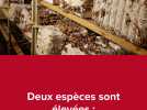 Thibault Dutote et Thomas Gouesbier font pousser des champignons dans les caves de Crécy-en-Ponthieu
