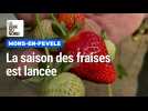 La saison des fraises est lancée, des serres à l'assiette à Mons-en-Pévèle