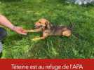 #adopteunanimal - Téteine, croisé berger, est à adopter à l'APA du Puy-de-Dôme