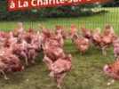 Les Bertranges - Près de 700 poules sauvées de l'abattoir et adoptées entre La Charité et Poiseux