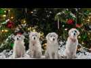 Les chiots Noël, la relève est arrivée