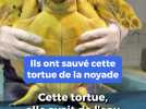 Ils sauvent des tortues