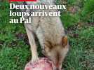 Deux nouveaux loups sont arrivés au Pal