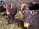 Visite de la ferme de Francis et Antoine Halipré à Recques-sur-Course