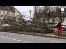 VIDÉO. Onze arbres malades abattus sur la place de la République à Fougères