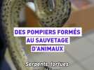 Les pompiers sauveteurs d'animaux