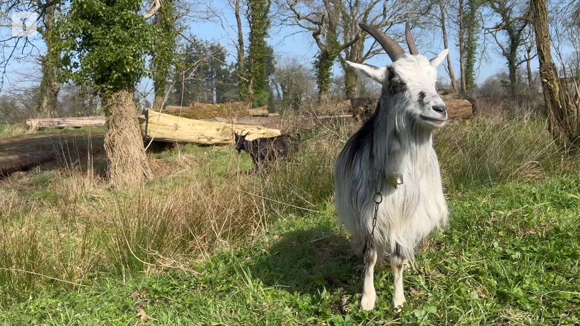 Quasi disparue, la chèvre des fossés regagne du terrain dans l'Ouest [Vidéo]