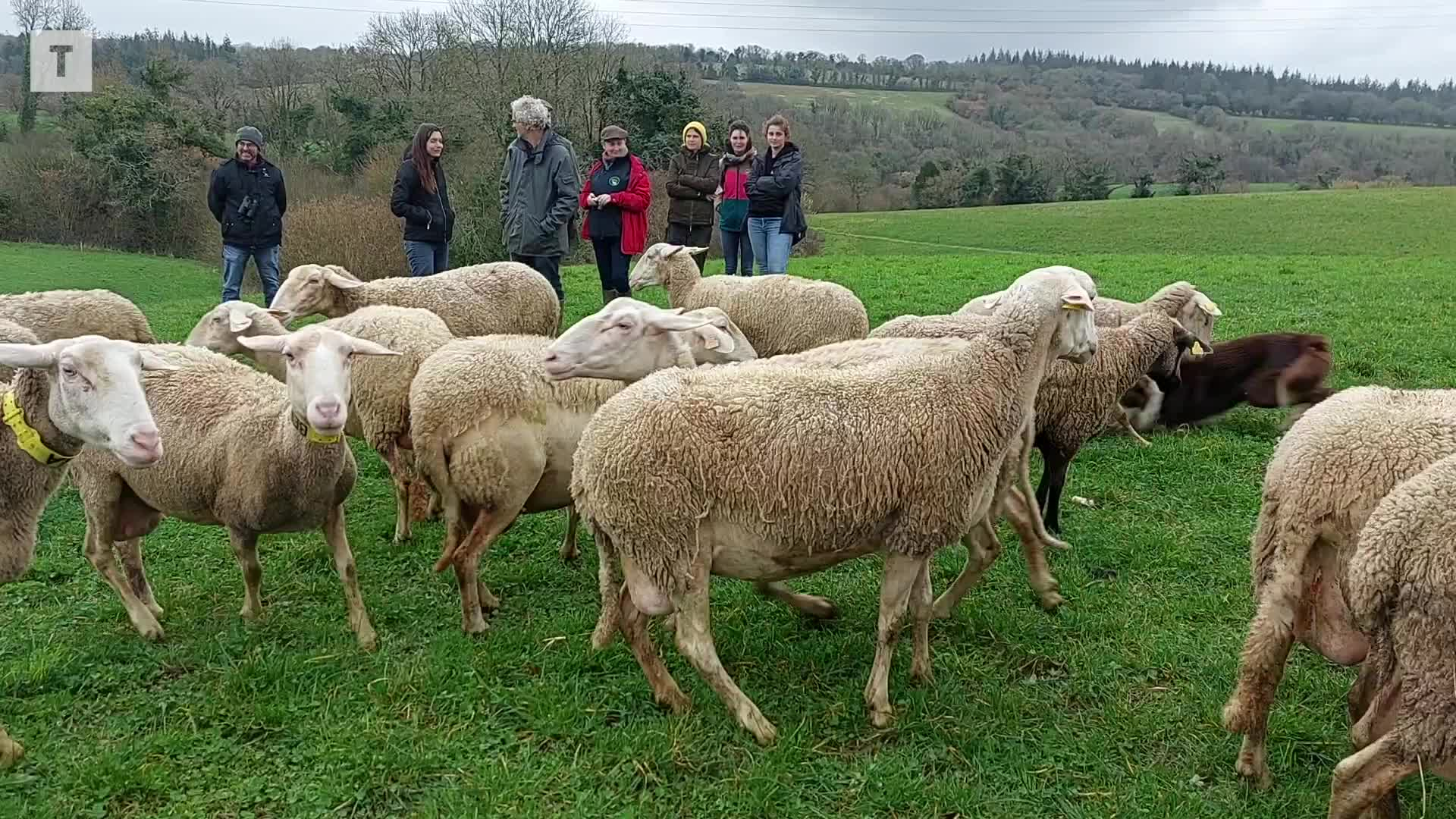 Free party qui dégénère à Rennes, un stage pour effaroucher les loups : T dans l'actu fait le tour de l'info en vidéo