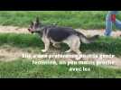 Adoptez-les ! - Ces chiens et chats attendent au refuge de Nargis : découvrez les portraits de Jarrod, Negrita, Ambre, Elsa, Lili et Molly