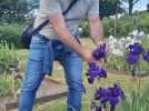 Journée aux iris au prieuré de Moreaucourt