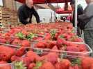 la fête de la fraise à Ecaillon