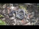 DÉCOUVERTE / Préserver les serpents en Touraine