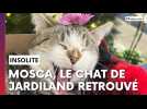 Mosca, le chat mascotte de Jardiland retrouvé