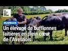 Éleveur de bufflonnes laitières, il parfait la conception d'une mozzarella bio