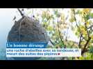 Un homme dérange une ruche d'abeilles avec sa tondeuse, et meurt des suites des piqûres