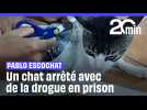 Un chat arrêté avec de la drogue en prison