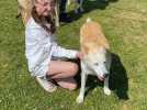 Un explorateur polaire et ses 17 huskys d'Alaska au collège de Calonne-Ricouart