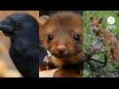 VIDÉO. Le Conseil d'État a annulé plusieurs classements d'animaux dits « nuisibles »