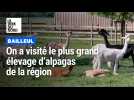 Bailleul : on a visité le plus grand élevage d'alpagas de la région