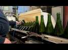 Premier dégorgement de vin de l'année pour Daubanton et fils