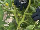 Les gourmands des tomates, toute une histoire