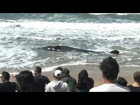 Sperm whale stranded in southern Brazil