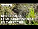 Le crossope, aussi appelé musaraigne d'eau, une espèce rare et protégée en Thiérache