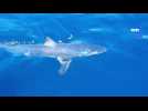Un requin Mako d'1m20 pêché à Giens !