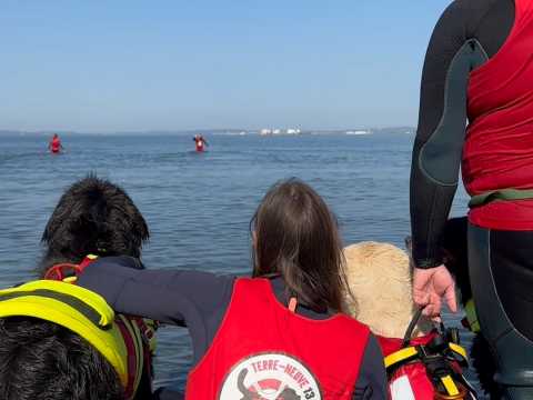 VIDÉO. À Marignane, les chiens sauveteur en mer font le show ! 