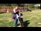 Dog dancing : Aurélie danse avec Sally, sa chienne berger australien
