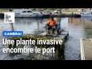 Une plante invasive dans le port de Cambrai : on fait le point